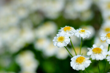 Wall Mural - Pharmaceutical chamomile flowers growing in nature. Medicinal plant