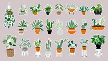 Tropical Plants Stickers Big Collection, Different Types Of Cacti And Succulents