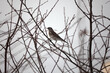 © ELENA - A rowan thrush sits on a rowan branch in winter. Winter scene with a songbird. Blackbird. Snowy day. Close-up. Beautiful bokeh.