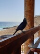 schwarze Krähe an einer Strandbar