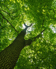 Wall Mural - green forest background in a sunny day