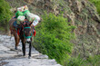 A small horse or mule is carrying all the camping essentials and goods to the camping site on its back. mule is walking on a stone paved trail carrying goods to remote areas or villages in spring. 