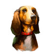 Bruno Jura Hound dog breed isolated on white background digital art illustration. Hunting hound dog head portrait, clipart realistic design of dachshund in collar, brown puppy hand drawn print.