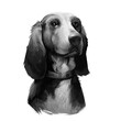 Bruno Jura Hound dog breed isolated on white background digital art illustration. Hunting hound dog head portrait, clipart realistic design of dachshund in collar, brown puppy hand drawn print.