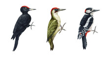 Woodpecker Bird Watercolor Illustration Set. Hand Drawn Realistic Forest Green And Black Woodpecker Collection. Wildlife Forest Birds. Wood Peckers On White Background Set