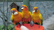Beautiful Colorful Sun Conure Birds Aratinga Solstitialis Parrots Are Eating Apple Slices From The Basket