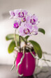 Pinke Orchidee in farbigem Topf