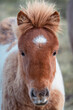 Front view of young Icelandic native horse