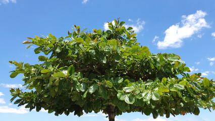 Tropical almond tree with
raw green fruits, (Terminalia catappa) against the background of blue sky and white clouds.