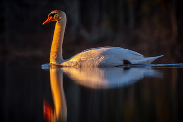 Wall Mural - A Mute Swan (Cygnus olor) peacefully glides along the water. Lake Benson Park, Raleigh, North Carolina.