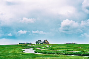 Hallig Hooge  on the North Sea,  Germany