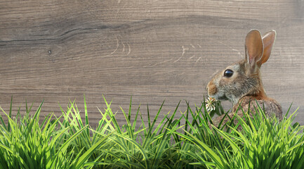 Wall Mural - sweet easter rabbit with clover blossom in the grass wooden structure background