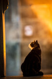 Fototapeta  - A cat sits in Istanbul's Hagia Sophia Cathedral
