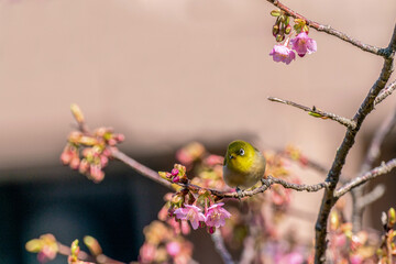 Wall Mural - Spring Messenger（Warbling white-eye）