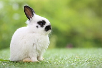 Cute little rabbit on green grass with natural bokeh as background during spring. Young adorable bunny playing in garden. Lovrely pet at park