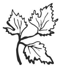 Wall Mural - grape leaves branch in hand drawn style. vine sketch