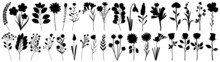 Flowers, Plants Set Silhouette Isolated Vector