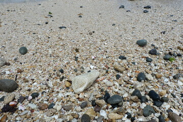 Small rocks and corals found along the sandy beach