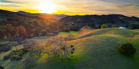 Rolling hills Oak Trees