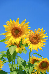 Wall Mural - closeup a pair of vibrant yellow sunflowers blossoming against sunny blue sky