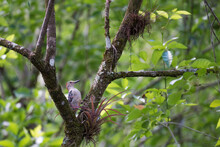 Corkscrew Swamp Sanctuary Redheaded Woodpecker