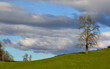 Green field with a single tree over blue sky background
