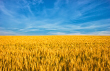 Ukrainian Flag, Wheat Field Against The Blue Sky