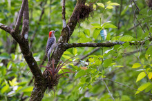 Redheaded Woodpecker Sitting In A Tree In Dense Forest Trees