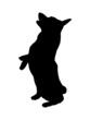 Black dog silhouette. Pembroke welsh corgi puppy is standing on his hind legs. Pet animals. Isolated on a white background. Vector illustration.