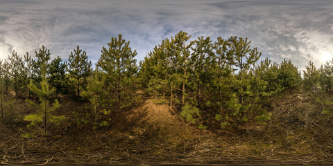 Wall Mural - full seamless spherical hdri panorama 360 degrees angle view on plantation or pinery forest of young conifers with a lot of plants in equirectangular projection. VR  AR content
