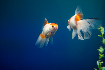 Wall Mural - tropical fish swim in the goldfish aquarium