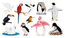 Bird Wild Urban Tropical Rare Endangered Flat Set. Dove Toucan Swan Swallow Hummingbird Flamingo Puffin Penguin Parrot Macaw Swift Nest Brood Egg Simple Sticker Journal Book Badge Isolated On White