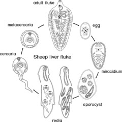 Poster - Coloring page with Life cycle of Sheep liver fluke (Fasciola hepatica) isolated on white background