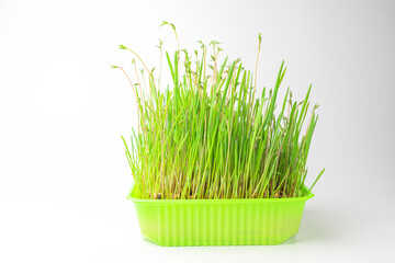 Wall Mural - grass tray for feeding animals on a white background