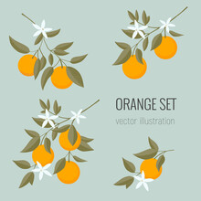 Isolated Set Of Hand Drawn Oranges Branch. Floral Print. Sketch Exotic Tropical Citrus Fresh Fruit, Tangerine With Leaves And Flowers. Vector Cartoon Minimalistic Style  Illustration. Doodle Pattern