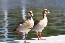 Two Egyptian Geese On The Edge Of A Man Made Pond, Great Park 3 Mar 2022