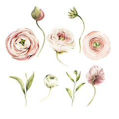 Watercolor floral composition. Hand painted anemone, ranunculus, pink peonies bouquet set. Flower, leaves isolated on white background. Botanical illustration for design, print or background