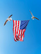 American flag. Two flying seagulls carry the U.S.A. flag.