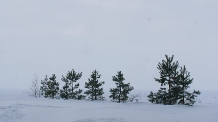 Several small pine trees are planted in the snow
