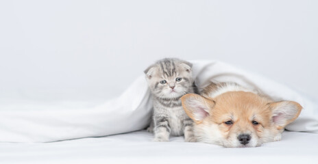 Canvas Print - Sleepy Pembroke welsh corgi puppy and gray kitten sit together under warm blanket on a bed at home and look away on empty space