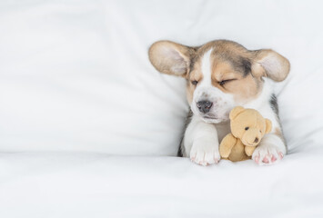 Sticker - Funny Beagle puppy sleeps under warm blanket on a bed at home and hugs favorite toy bear. Top down view. Empty space for text