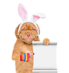 Poster - Smiling puppy wearing easter rabbits ears points on empty list. Isolated on white background