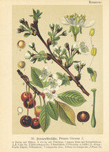 Original Antique Botanical Chromolithograph Of Cherry, Prinus Cerasus, Was Published By Verlag Von Fr. 1895. Copyright Has Expired On This Artwork.