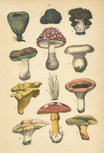 A Sheet Of Antique Botanical Chromolithography With Mushrooms Of The Late 19th Century. Copyright Has Expired On This Artwork.