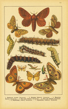 Original Antique Chromolithograph Of Butterflies From The Bookrelease Is 1898. Copyright Has Expired On This Artwork.