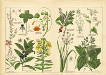 A Sheet Of Antique Botanical Lithography Of The 1890s-1900s With Images Of Plants. Copyright Has Expired On This Artwork.