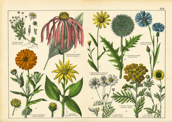 A sheet of antique botanical lithography of the 1890s-1900s with images of plants. Copyright has expired on this artwork.