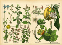A Sheet Of Antique Botanical Lithography Of The 1890s-1900s With Images Of Plants. Copyright Has Expired On This Artwork.