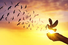 Silhouette Hand Holding Dove Of Peace And Birds Flying Sunset Background