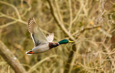 Wall Mural - wild duck (anas platyrhynchos) male in flight